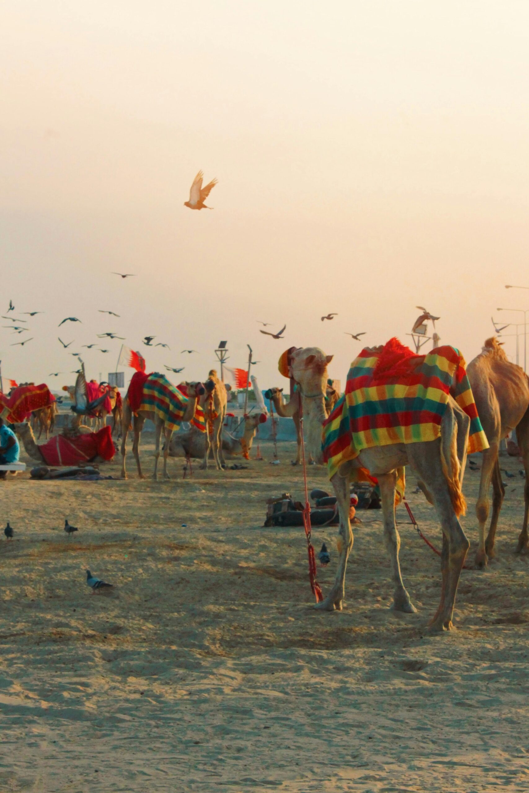 Camel Safari