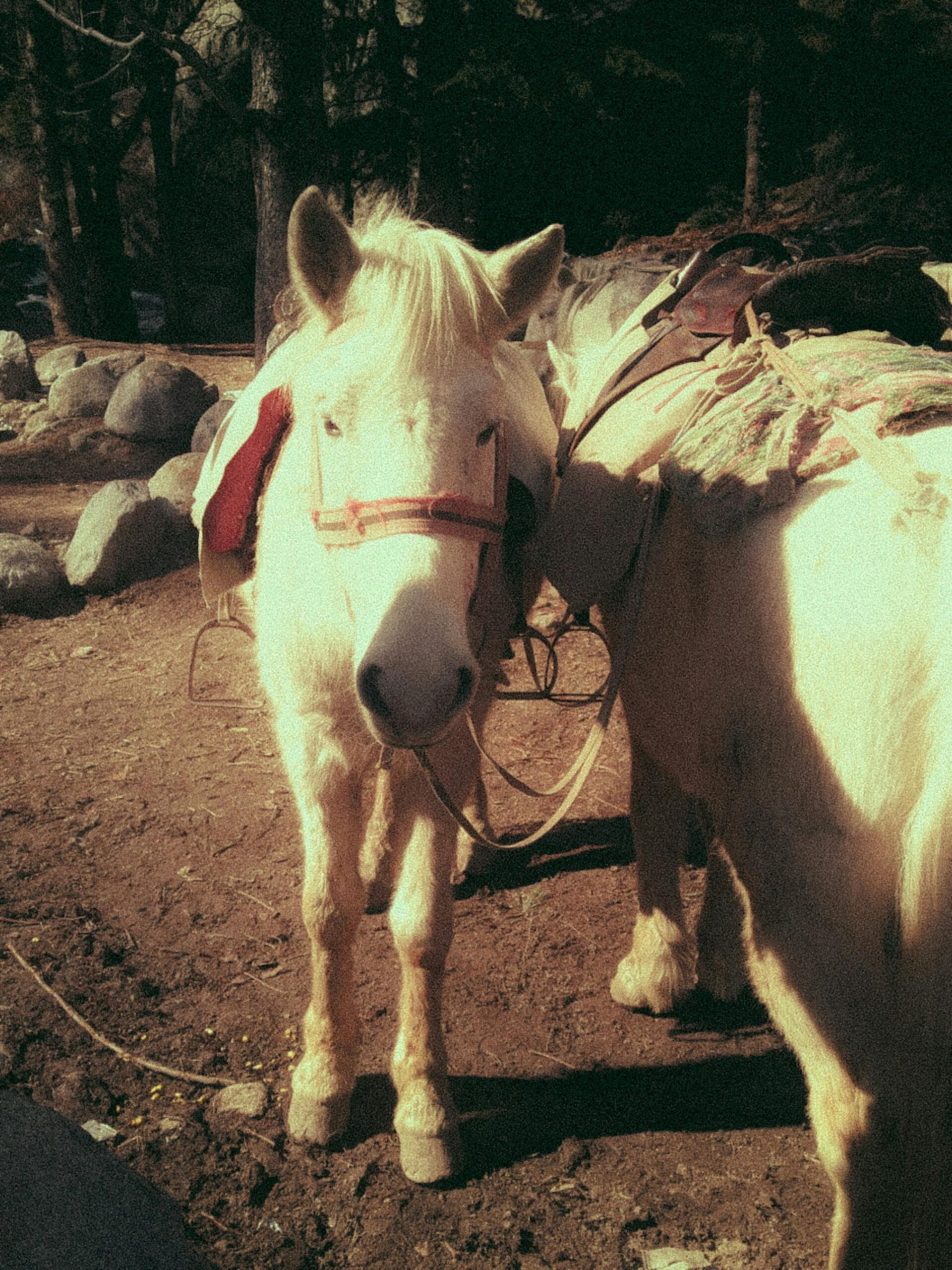 Pony Ride